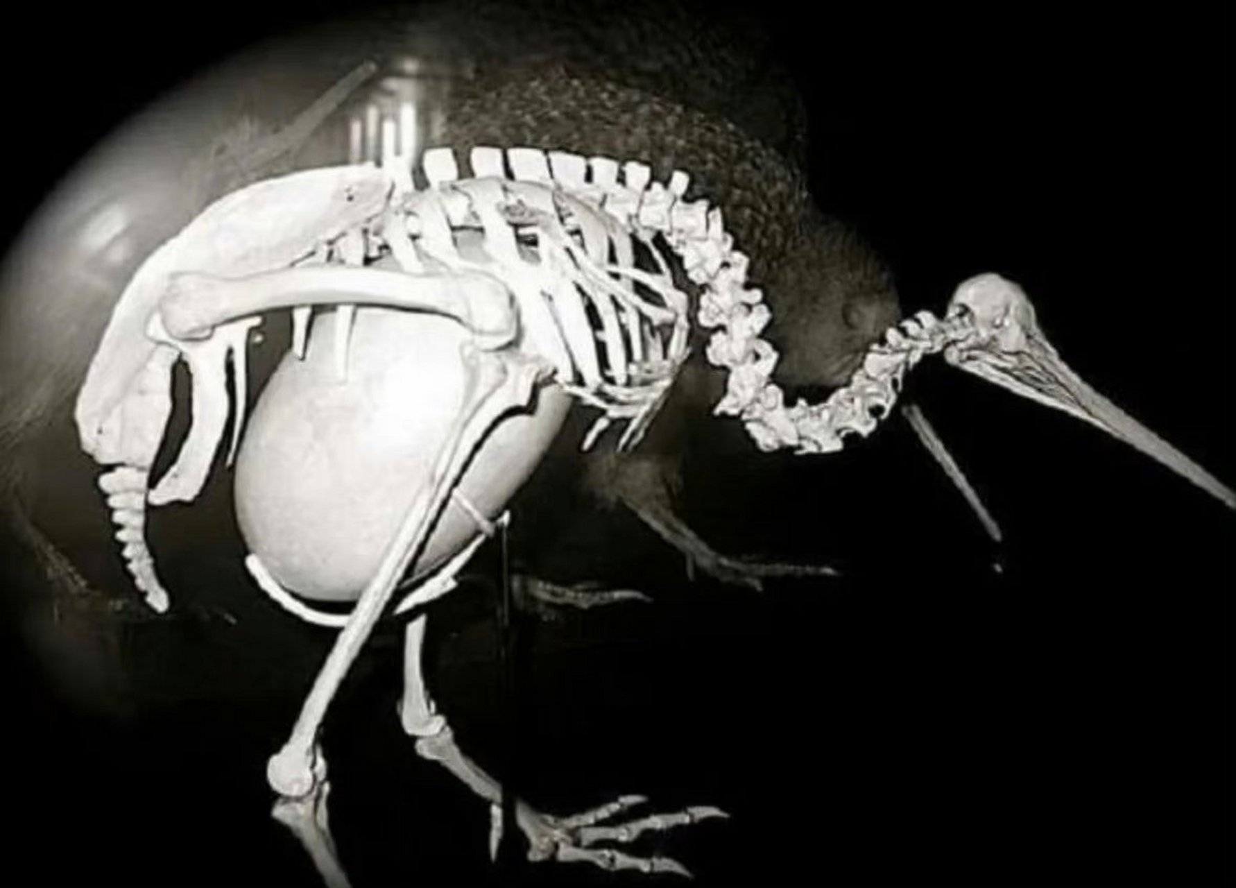 kiwi鸟蛋图片