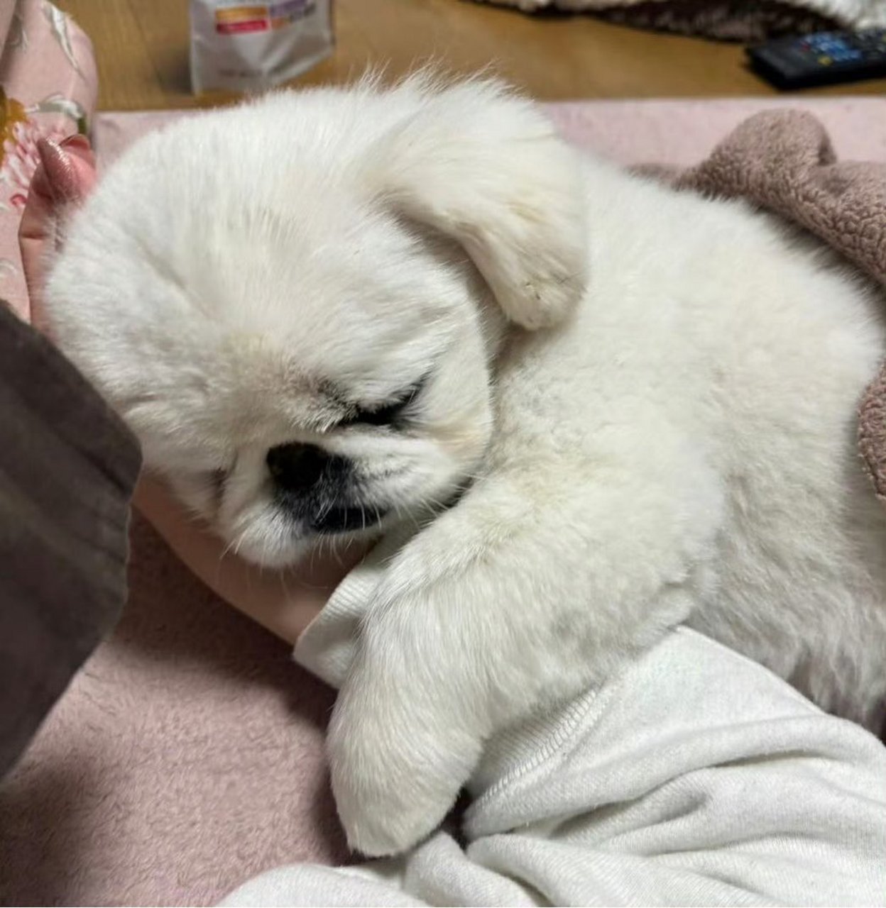 分享一下你们狗狗睡觉的照片.