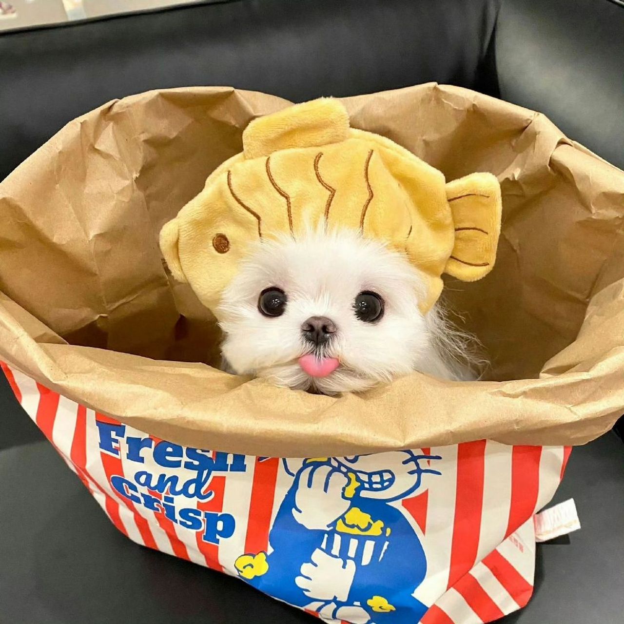 看到就会开心的小狗头像