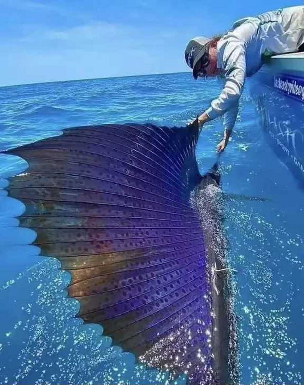 会飞的鱼,有知道叫什么的吗?