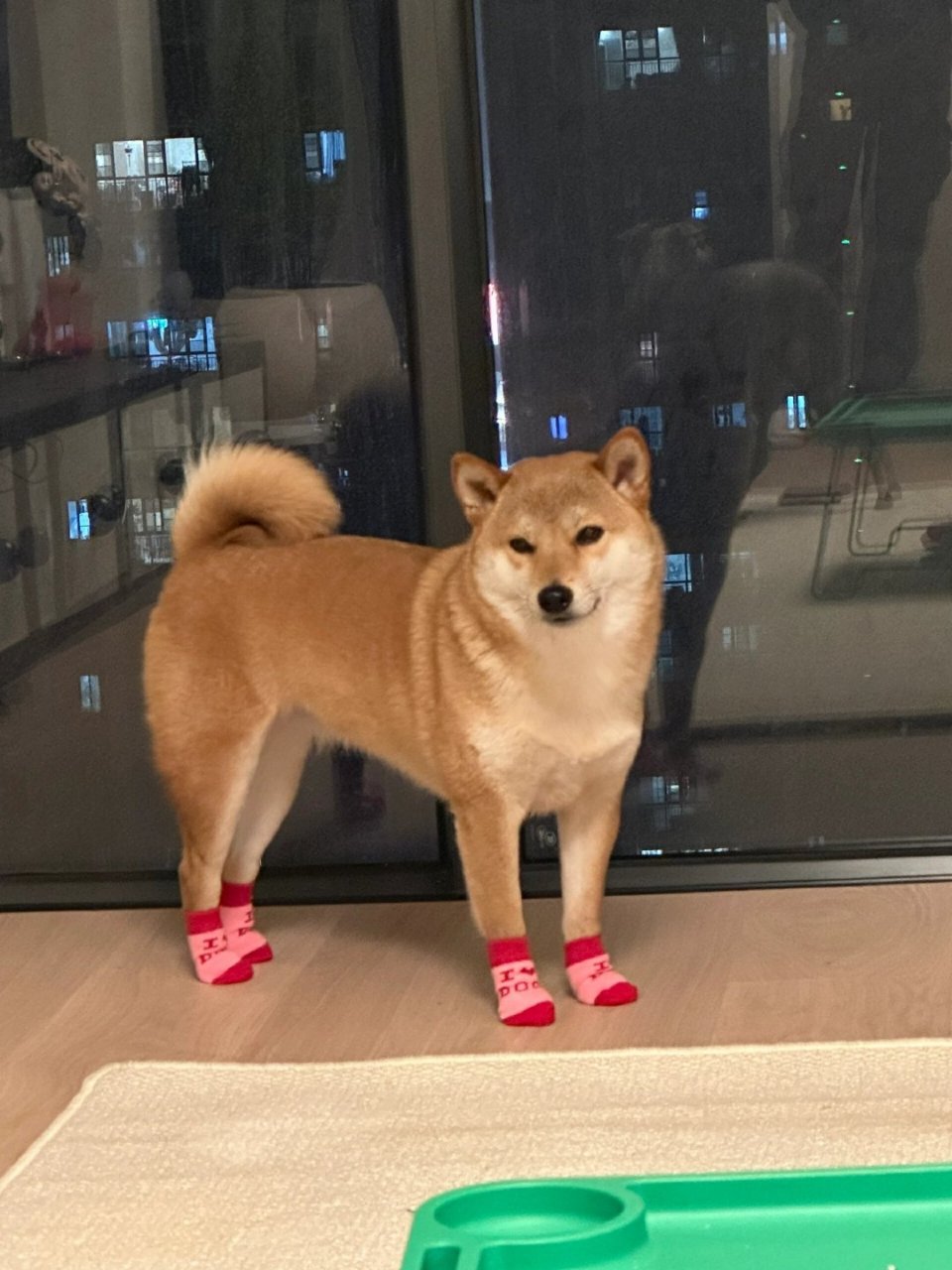 一只穿袜子的小狗,有一种莫名的喜感