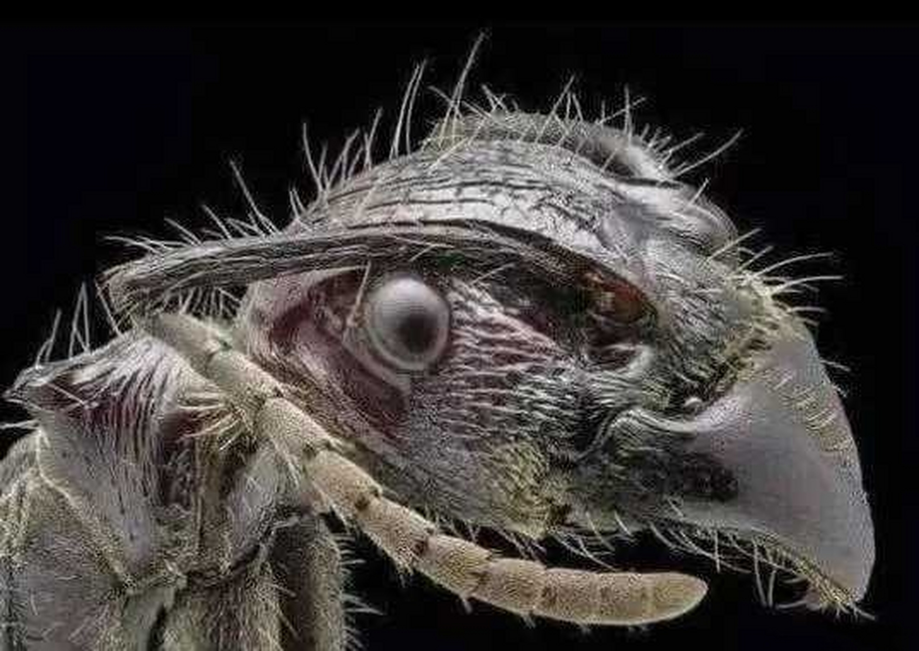 这是一只蚂蚁在显微镜下的脸.