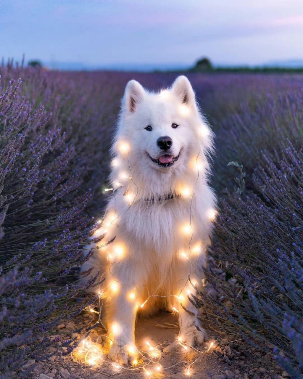 会发光的萨摩耶,太可爱了.