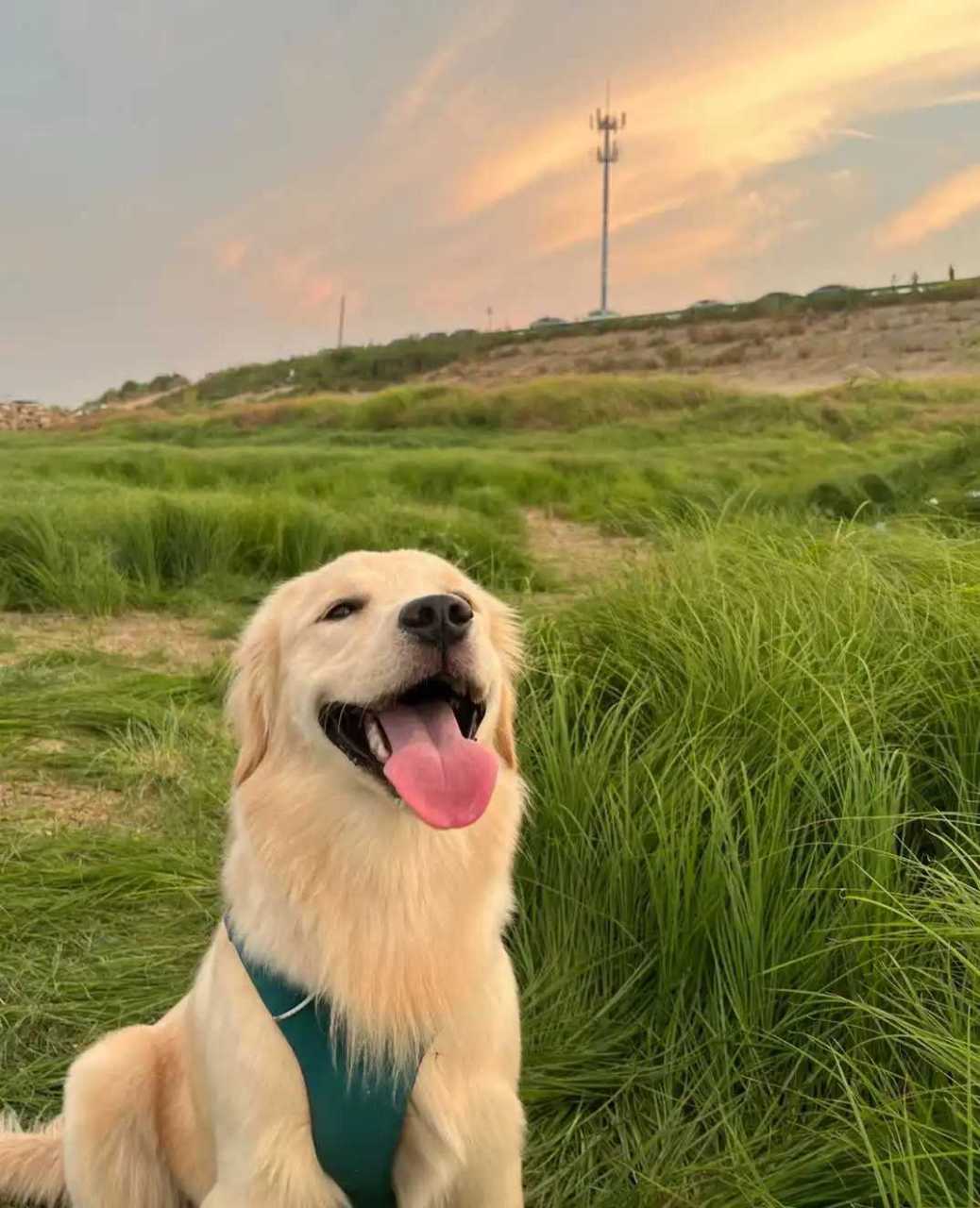 真的很喜欢狗狗的这个笑容,太治愈了.