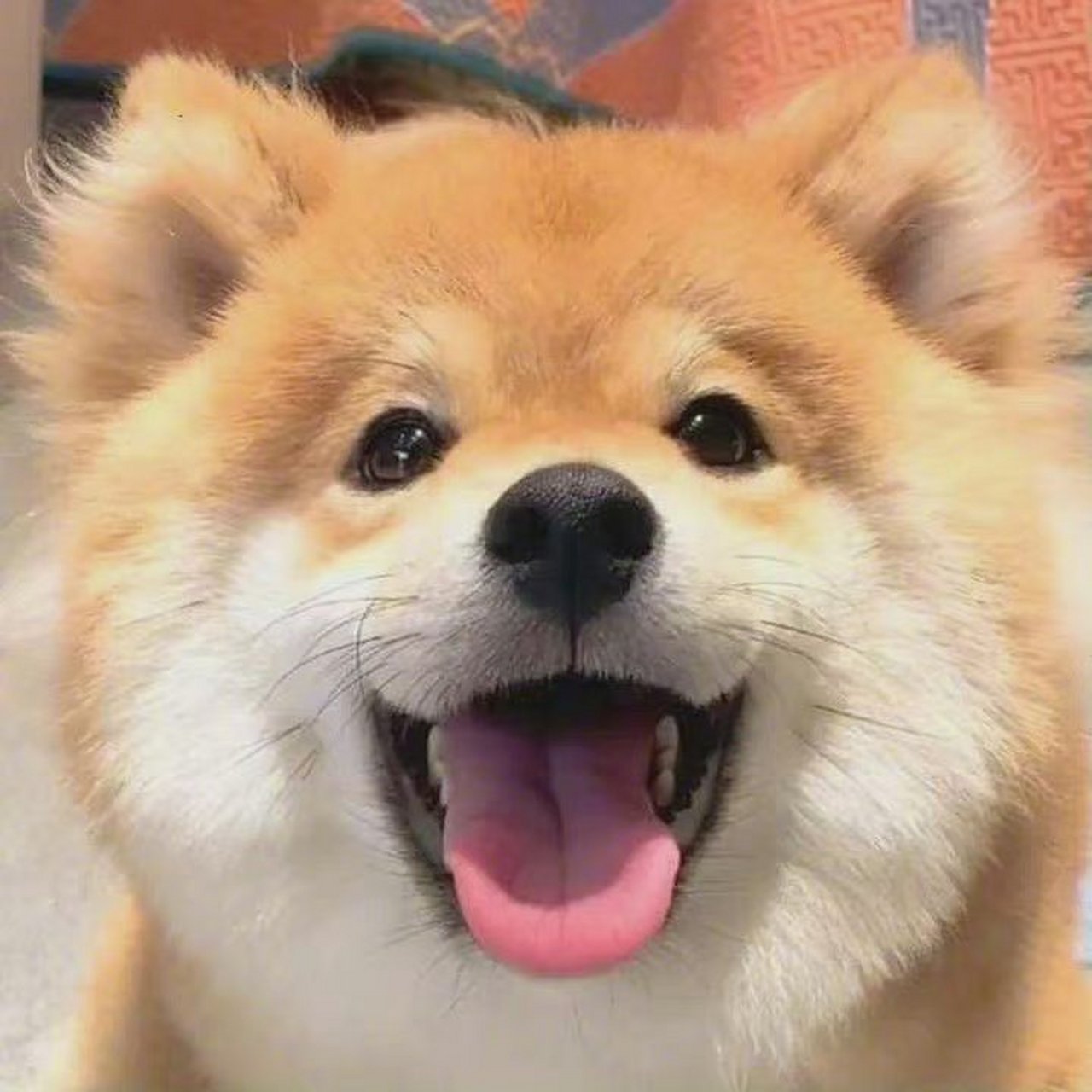 微笑天使小柴犬.