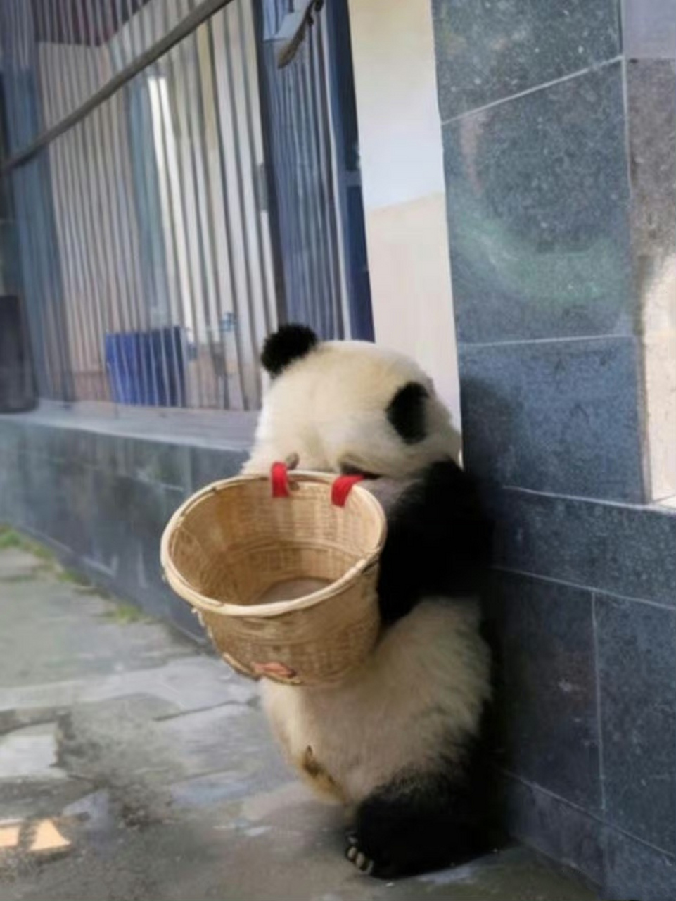 是谁给它背的背篓,这个熊猫叫什么名字,真的太乖了.