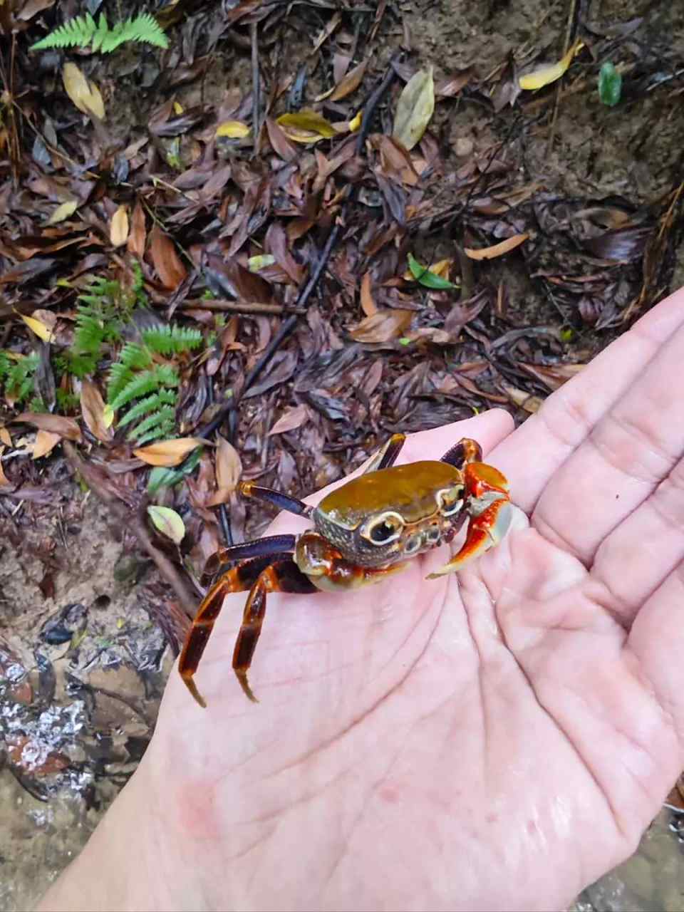 网友:山里小溪抓的螃蟹.