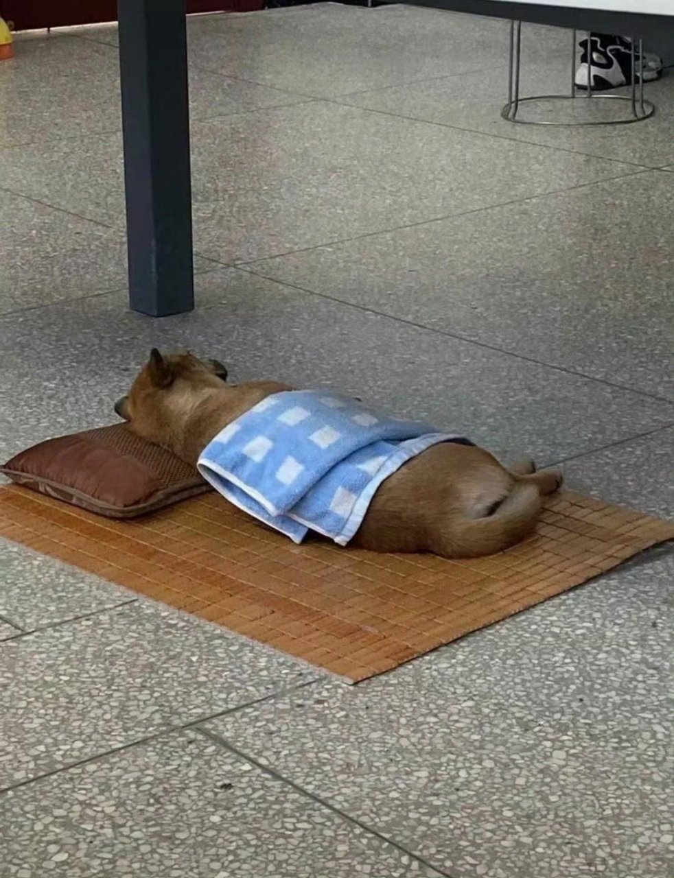 小狗午睡盖被被.