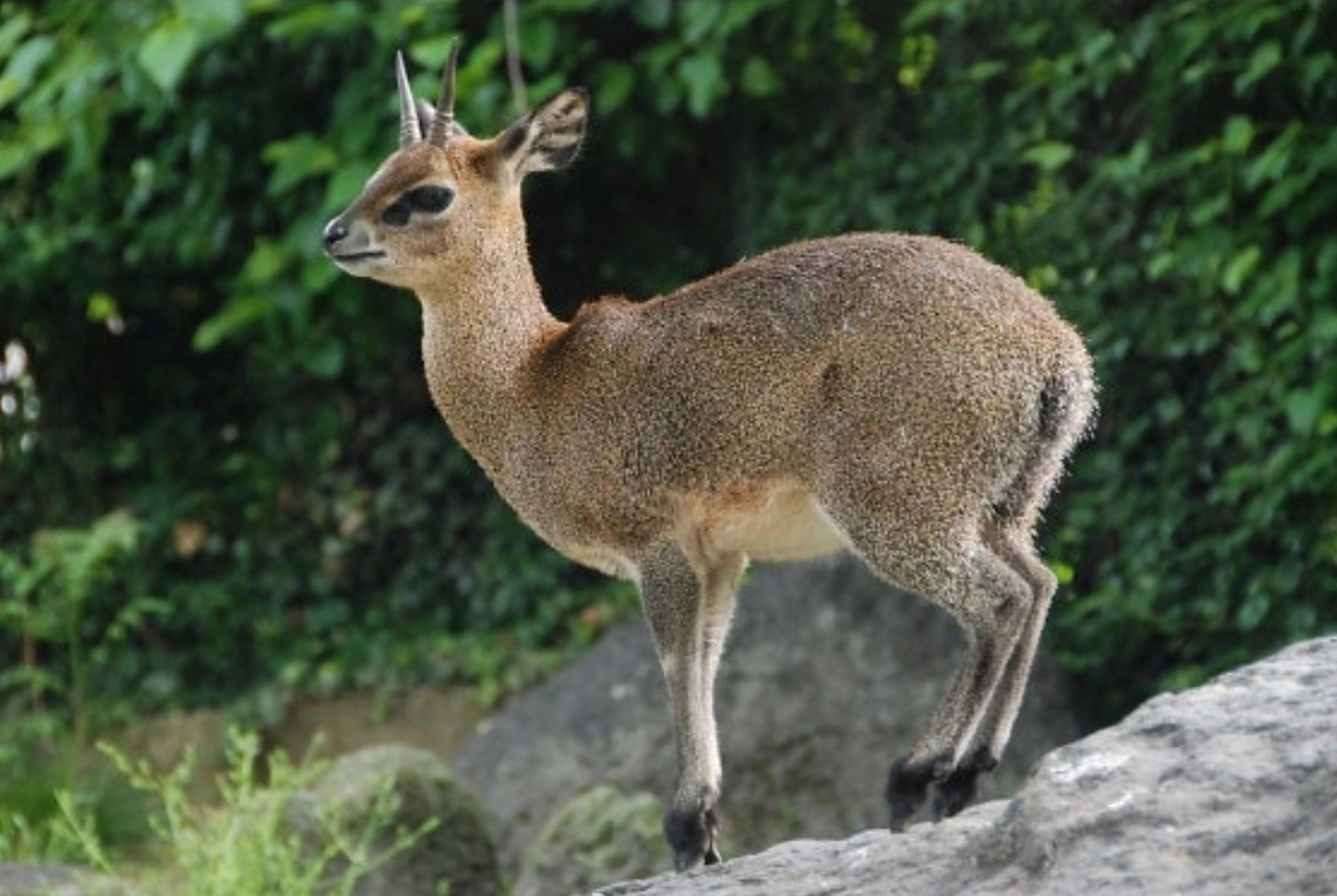 山羚的蹄子特写,仿佛优雅的芭蕾舞者.