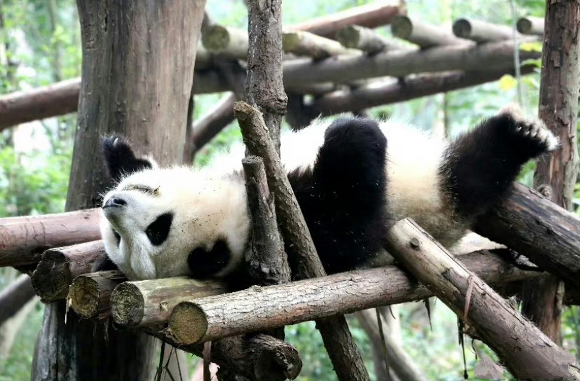 熊猫花花的躺姿太可爱了.