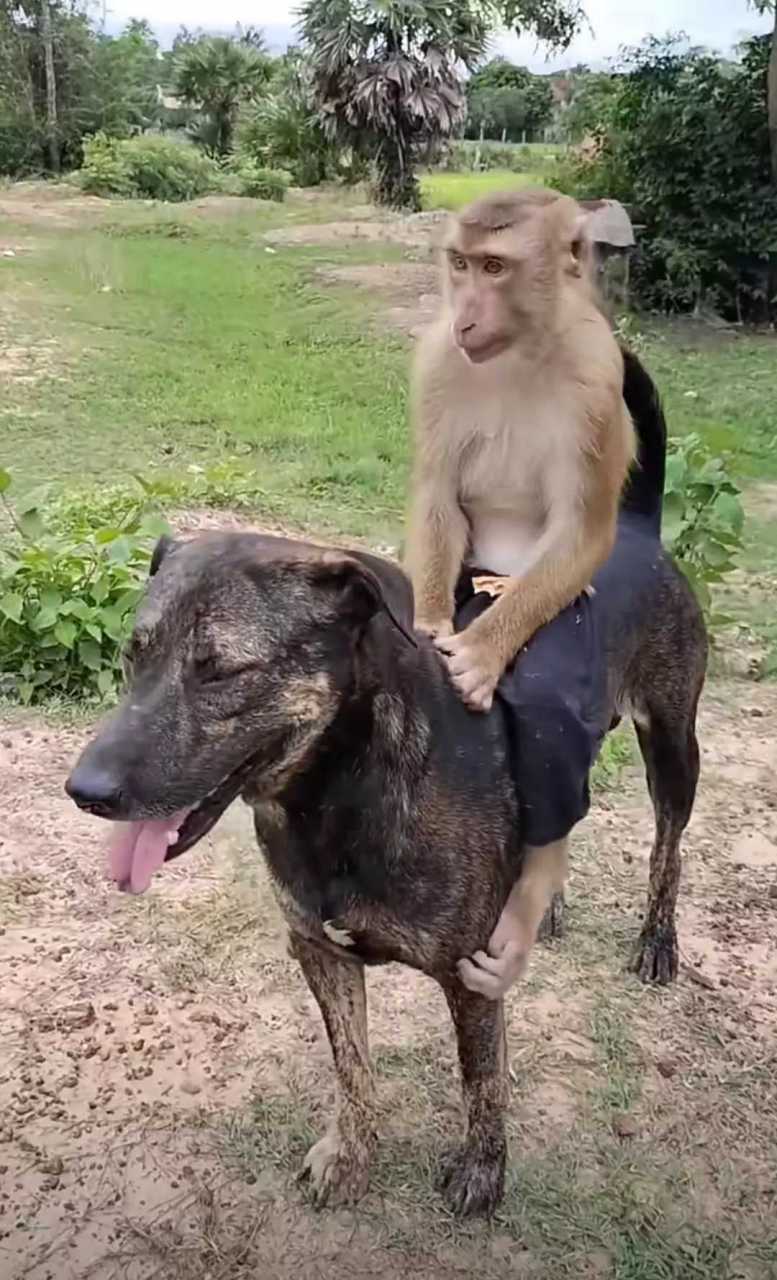 古有悟空西天取经,今有泼猴遛狗巡逻!这只猴子是怎么说服狗狗的!