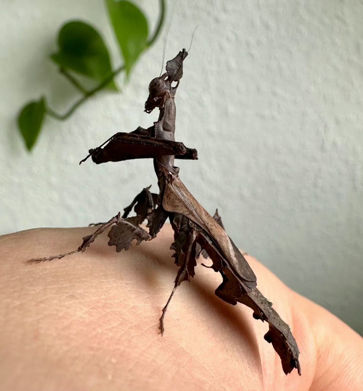 第一次见这种品种的螳螂,好神奇.