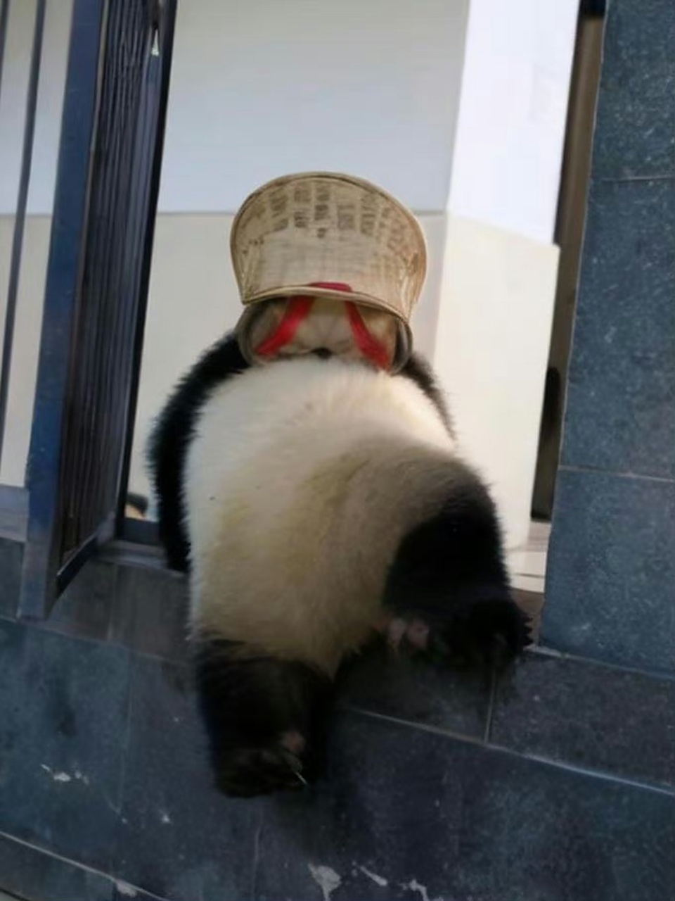 是谁给它背的背篓,这个熊猫叫什么名字,真的太乖了.