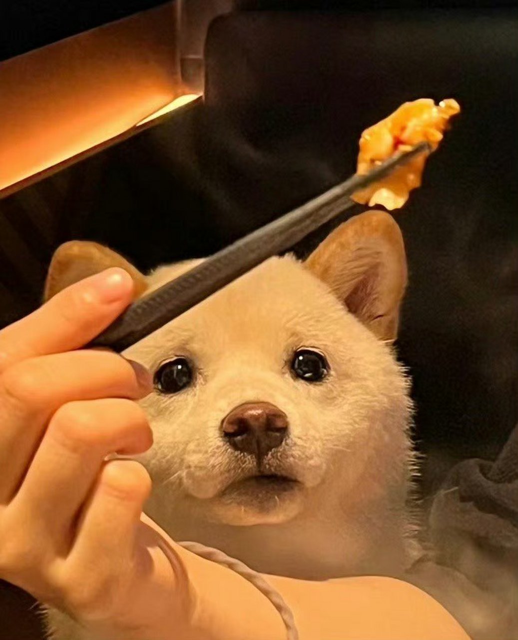 想吃东西的眼神是藏不住的,小狗狗的可爱瞬间