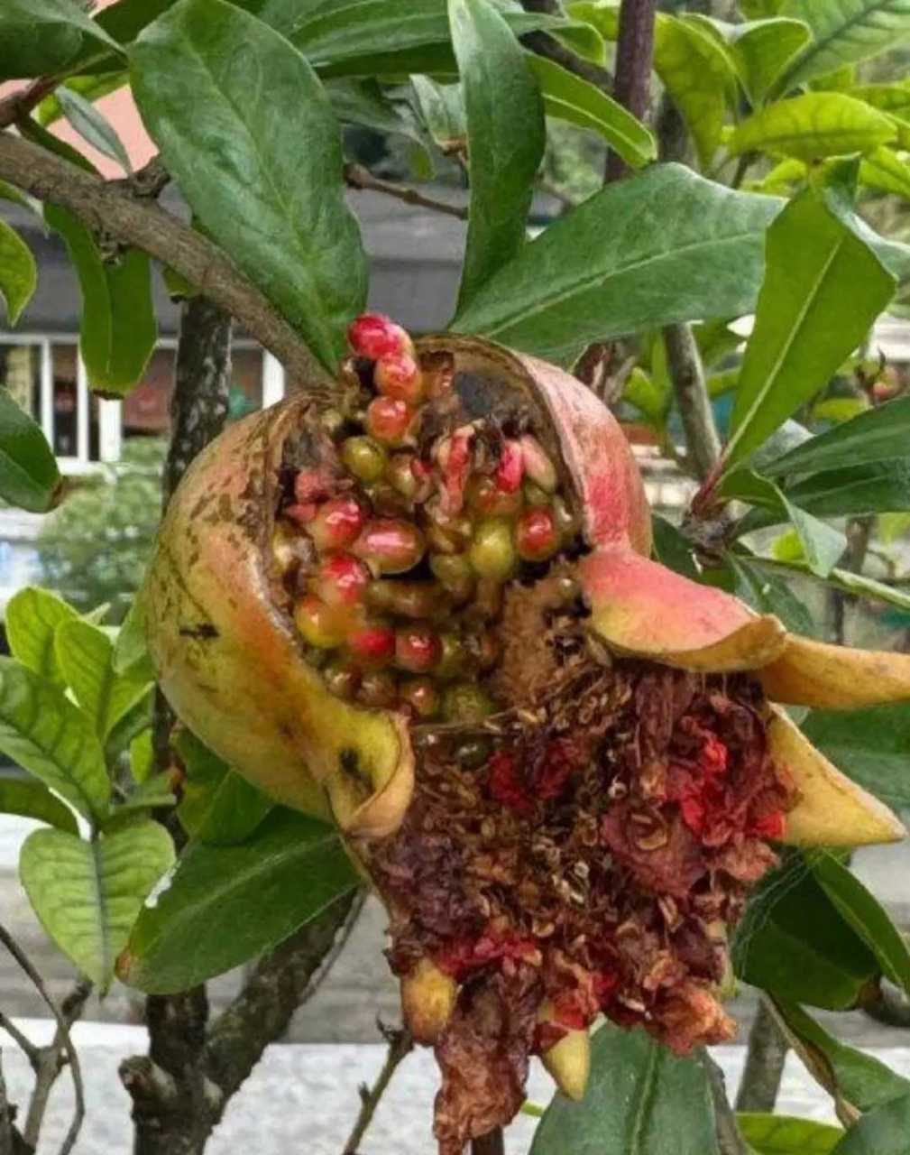 这石榴怎么回事,好好的怎么直接就裂开了!