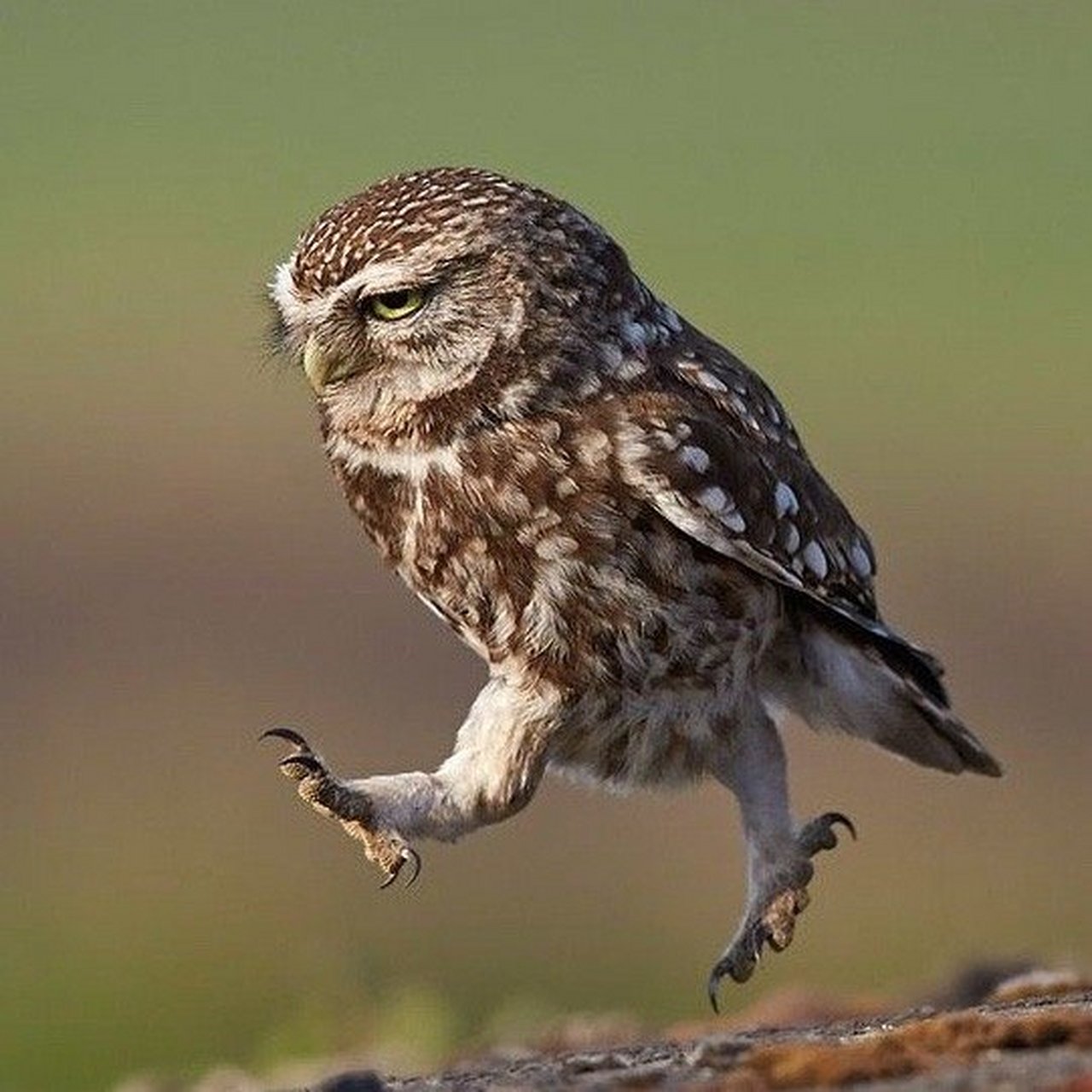 猫头鹰是如何走路的?哈哈可可爱爱.