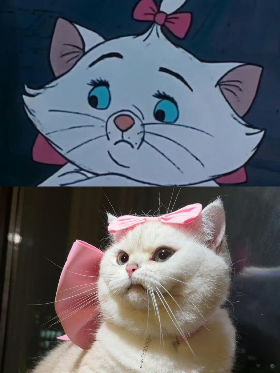 《猫儿历险记》果然真实,看看这只现实版的玛丽猫,动作表情都一模一样