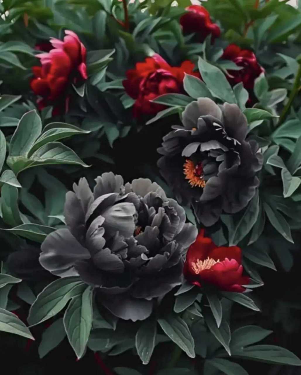 第一次见黑色牡丹花,谁知道它的主要产地是哪里啊?