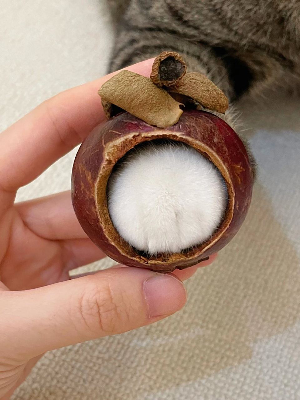 可爱的猫咪山竹.