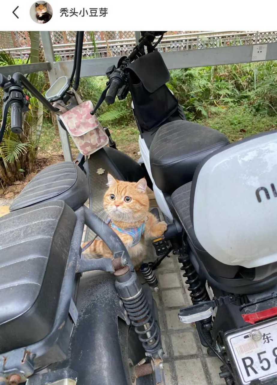 小猫咪:"怎么还在拍,没点眼力见,快点给我递个扳手!