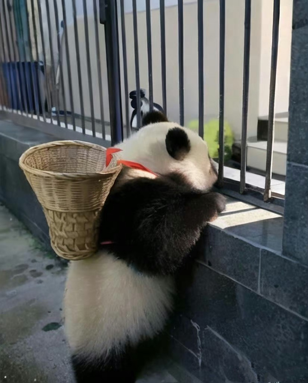 是谁给它背的背篓,这个熊猫叫什么名字,真的太乖了.