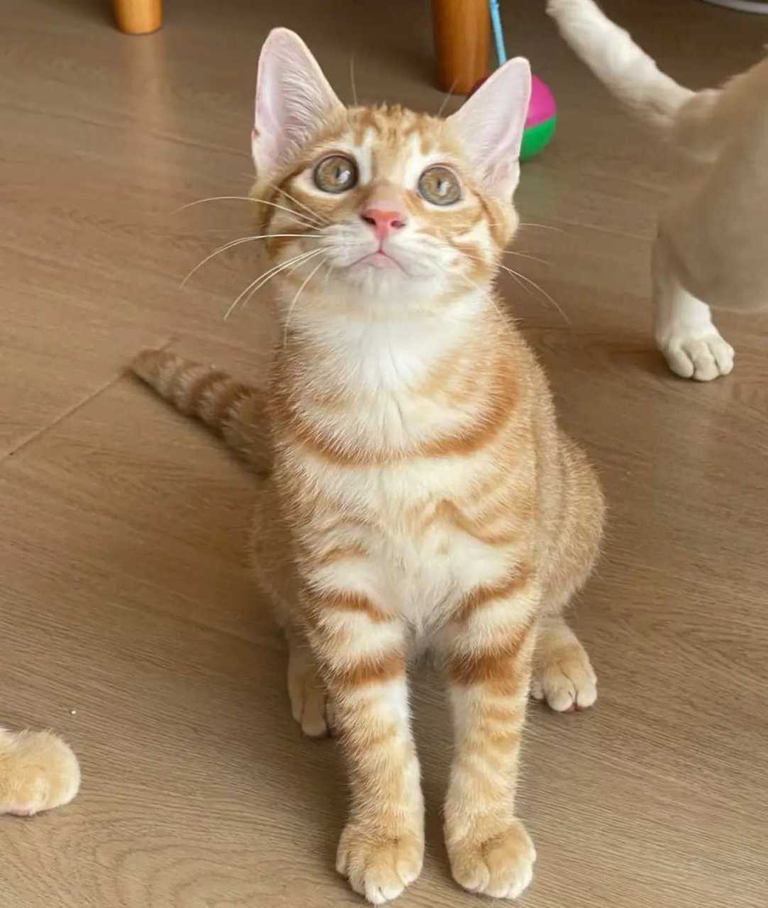 这种小橘猫猫真的是漂亮.