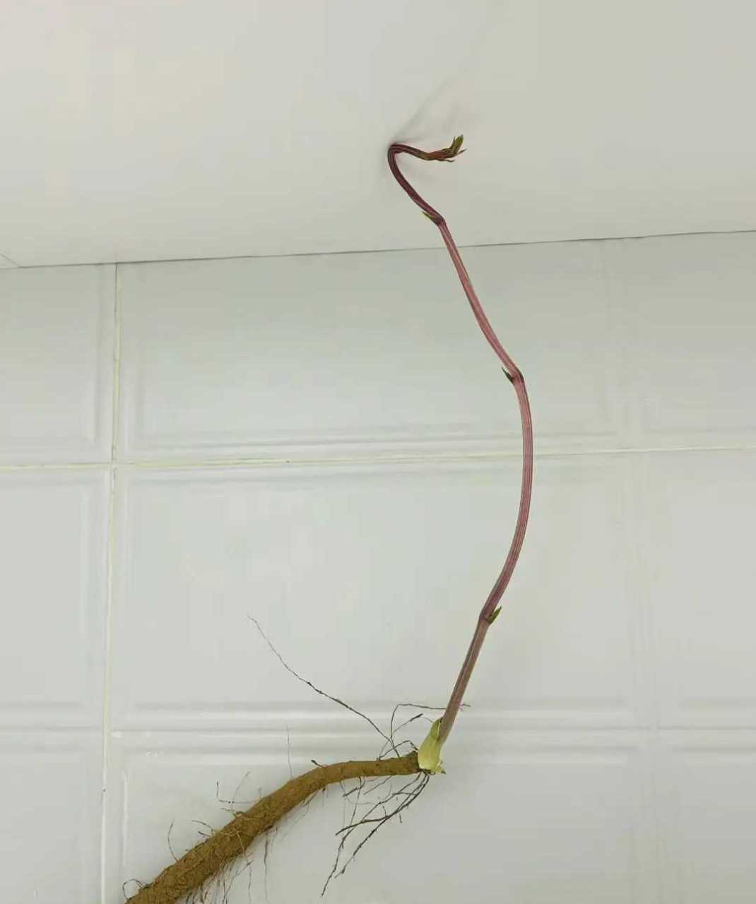 没想到山药长芽都这么长了