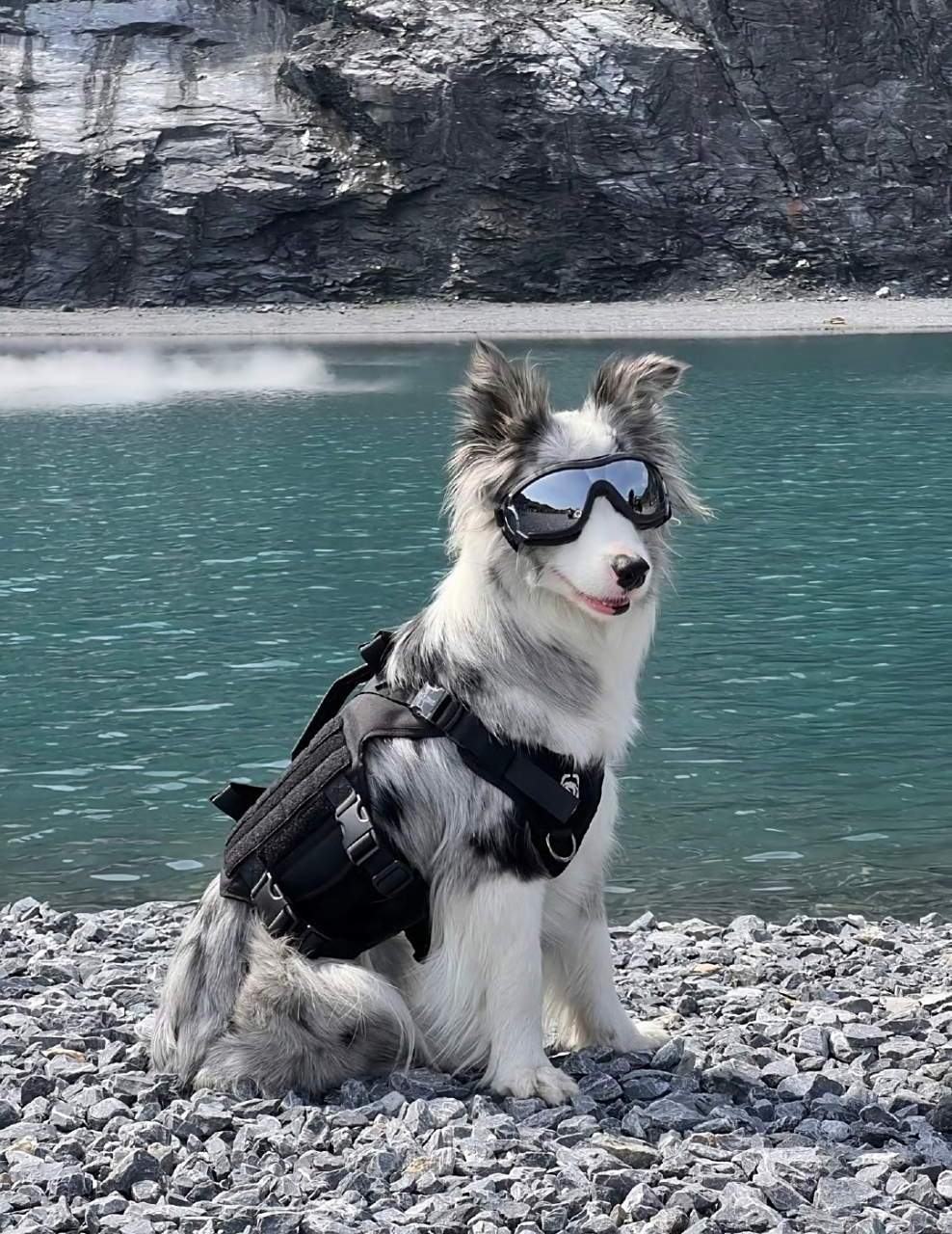 原来边牧可以这么帅呀!