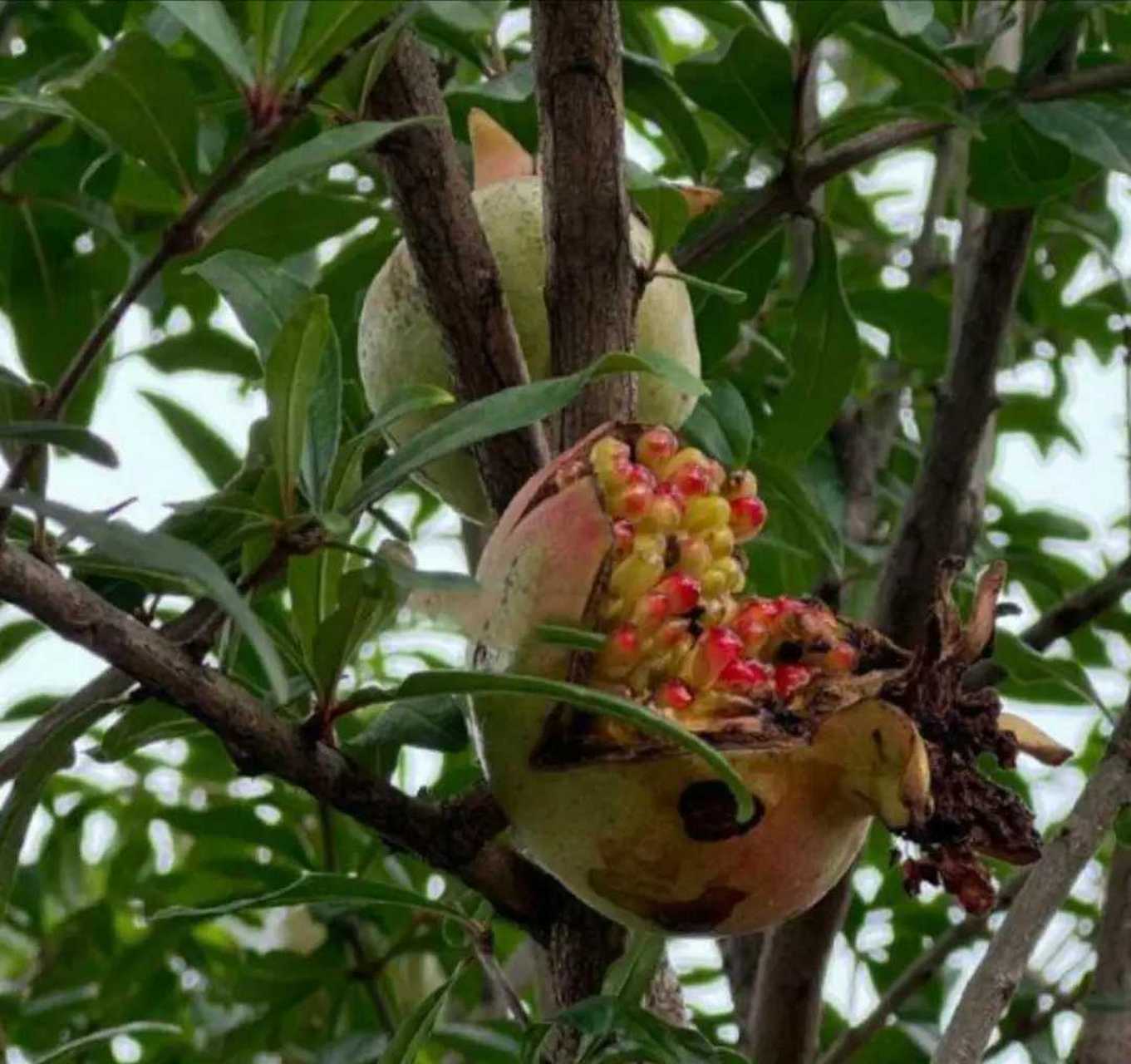 这石榴怎么回事,好好的怎么直接就裂开了!