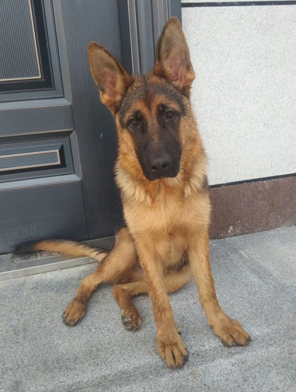 这些狗子的坐姿,真的人模人样的.