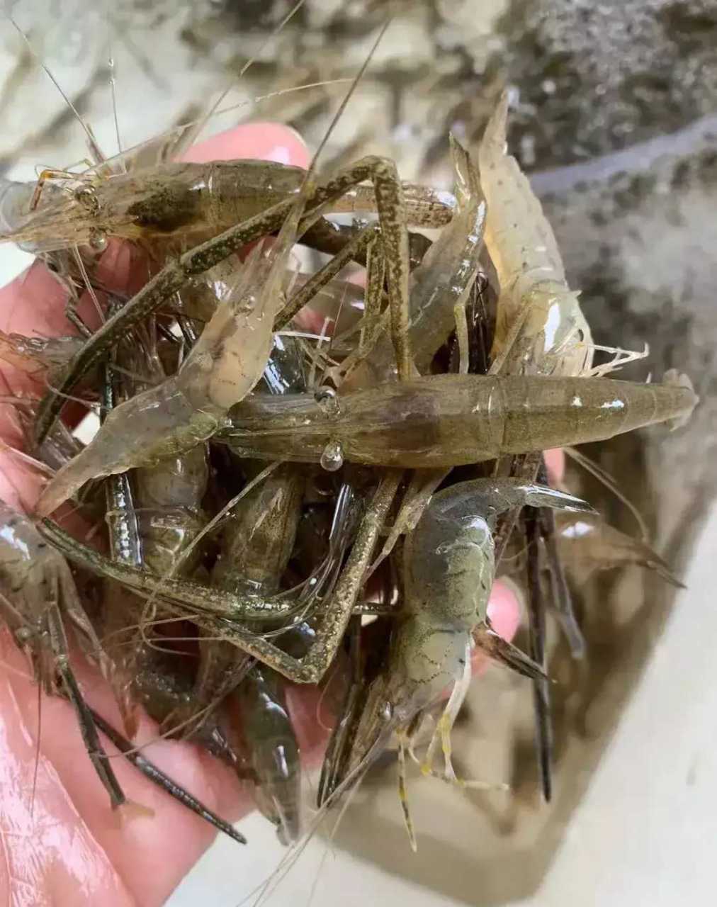 野生河虾,河鱼!