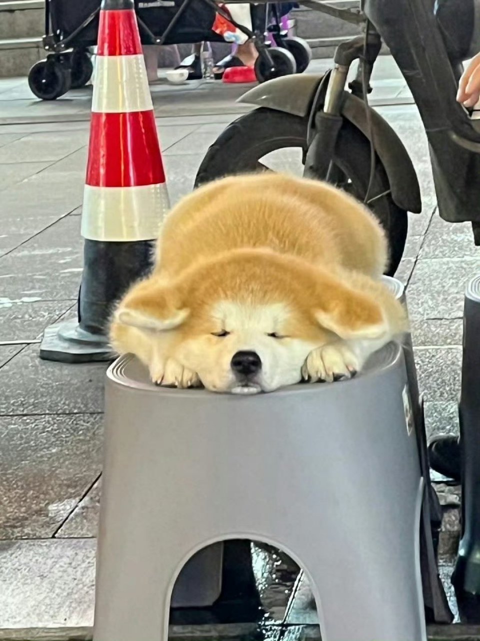 路边睡觉的狗狗,哈哈太可爱了吧!