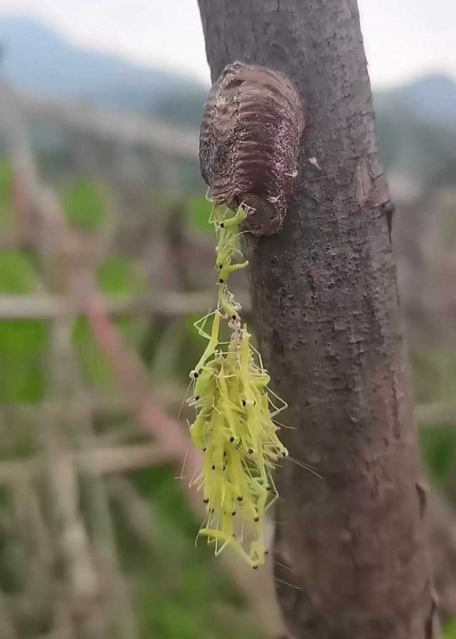 螳螂窝的建造的图片图片