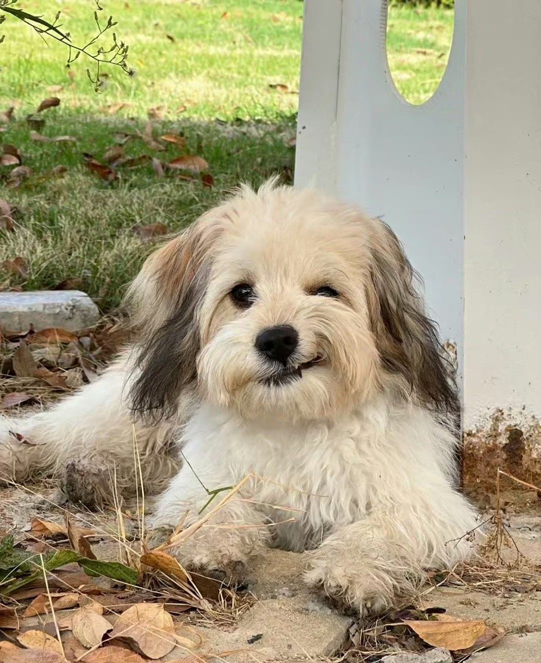 狗狗:邪魅一笑,你也很为我着迷吧?