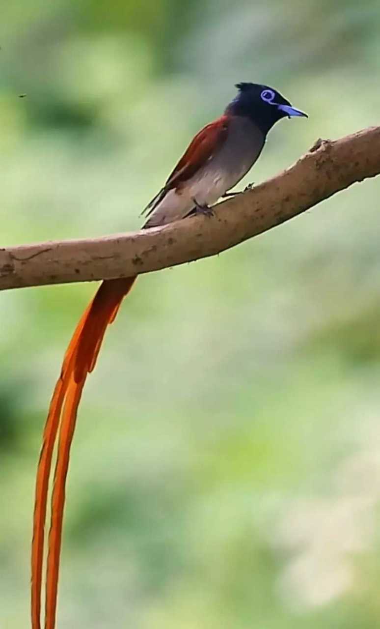 翩翩起舞,这鸟漂亮吗?那窝蛋就是它下的!