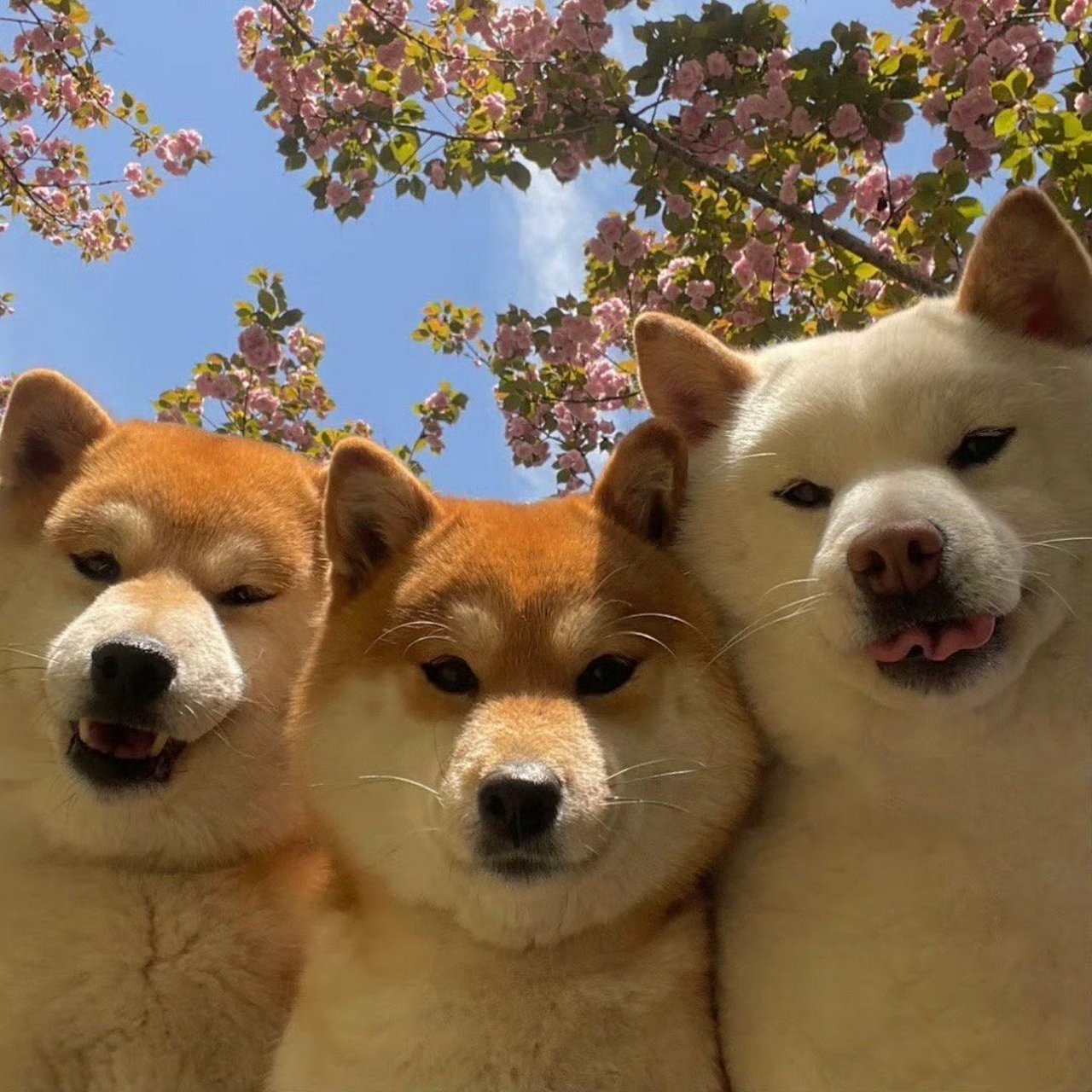 狗狗:过年了,和好朋友一起合个照