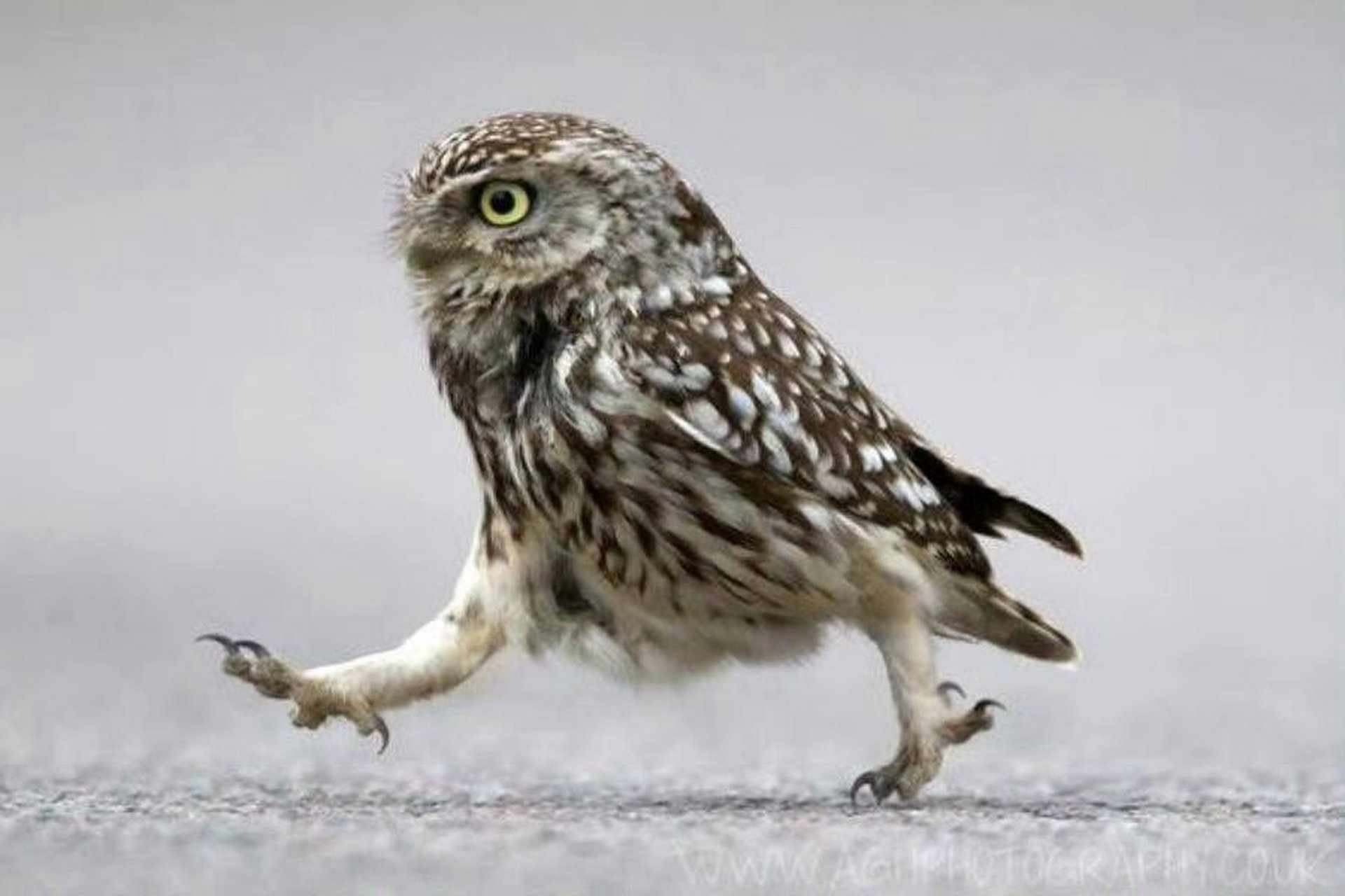 猫头鹰是如何走路的?哈哈可可爱爱.