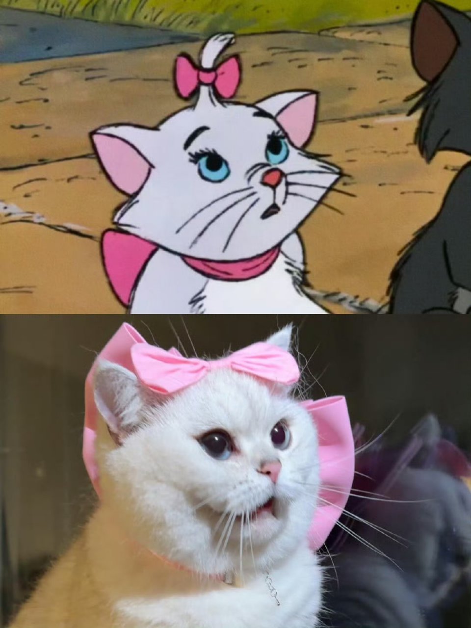 《猫儿历险记》果然真实,看看这只现实版的玛丽猫,动作表情都一模一样