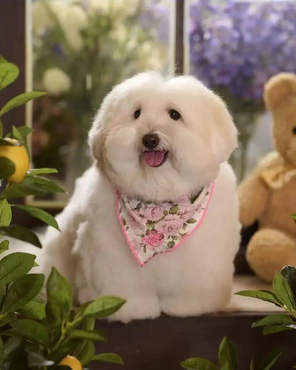 棉花犬的毛发也太蓬松啦,好想把它抱个满怀,感受一下什么叫做极致的