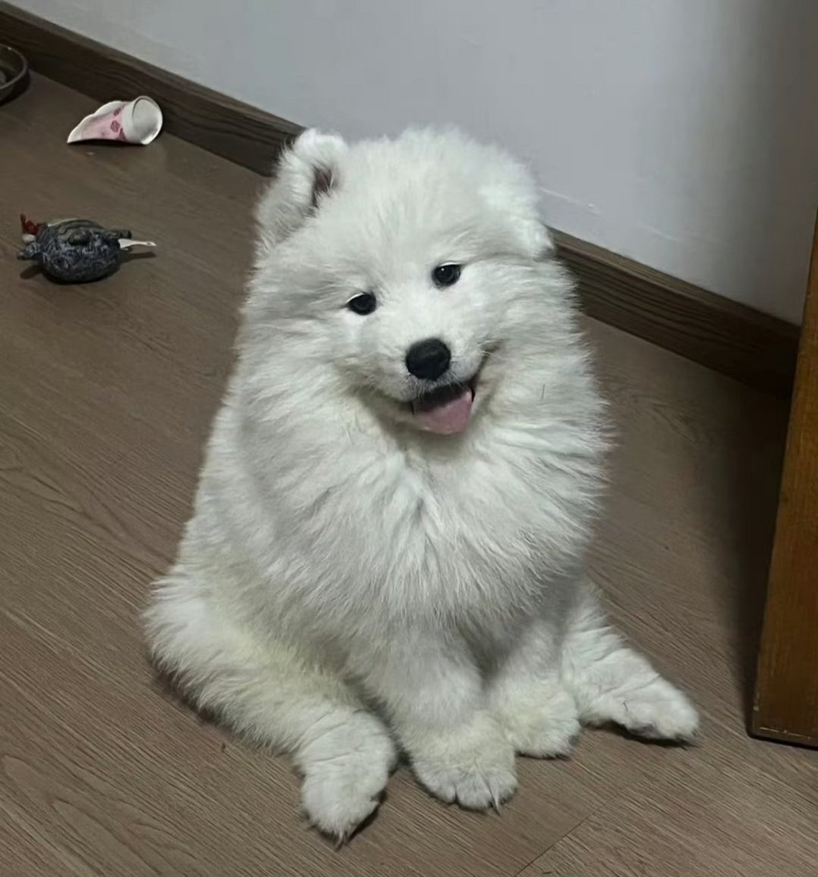 这些狗子的坐姿,真的人模人样的.