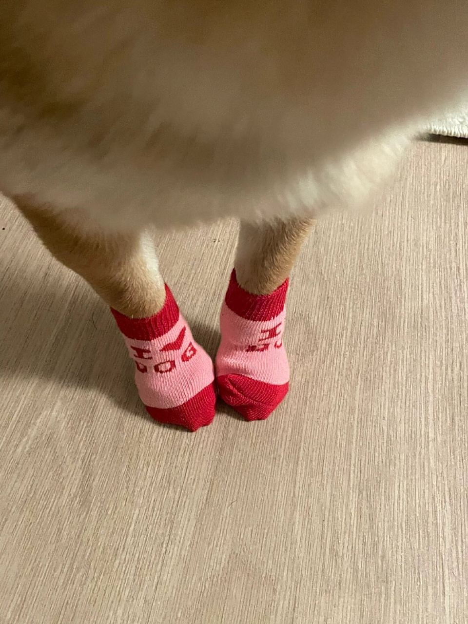 一只穿袜子的小狗,有一种莫名的喜感