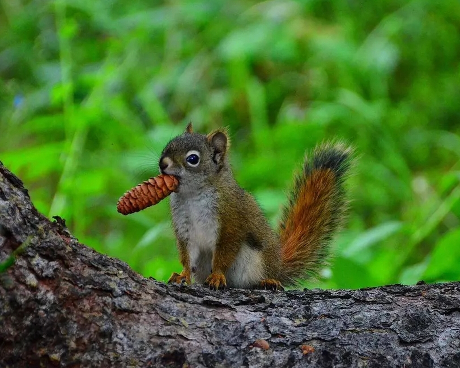 小松鼠叼着松果的样子,好可爱,萌化了,有木有?