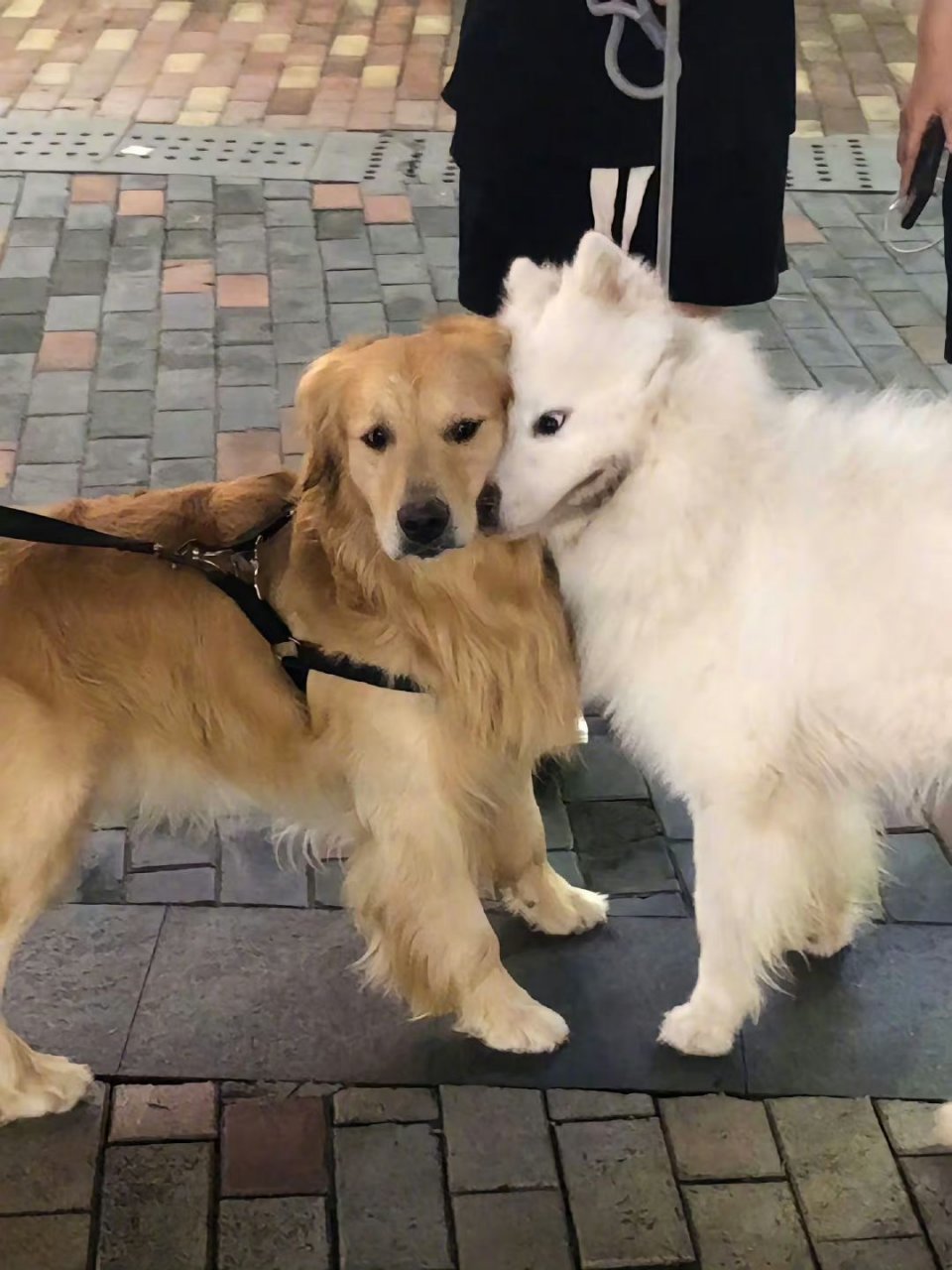 狗狗:你快说我们是世界第一好!你说!你说呀! 67