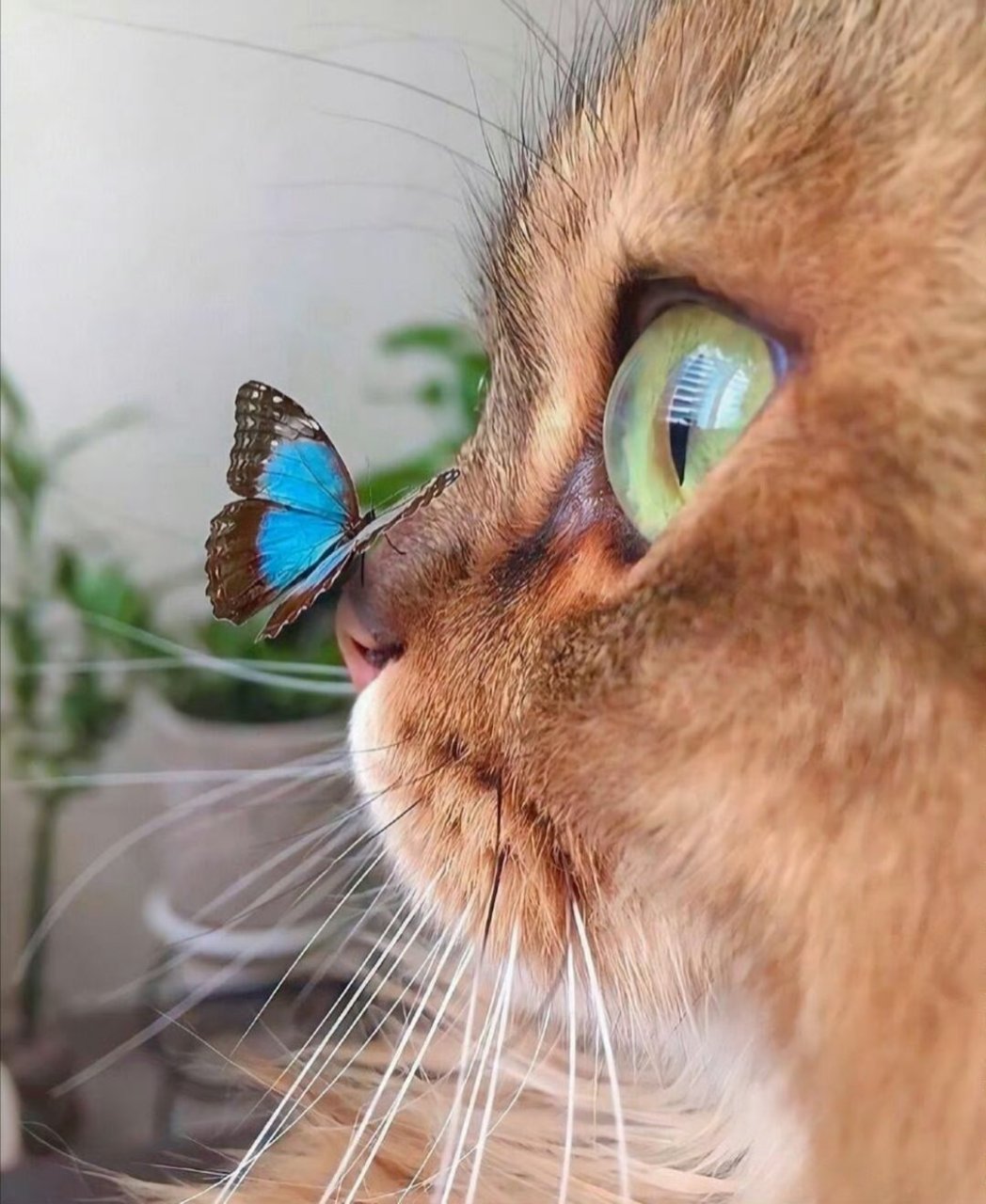 猫猫侧脸杀,哈哈太可爱了.