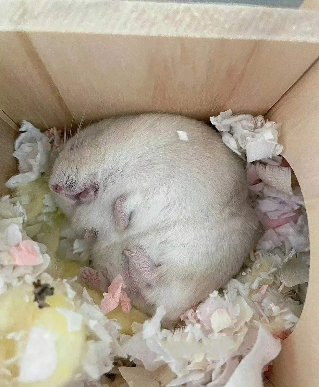 第一次见这么胖的仓鼠.