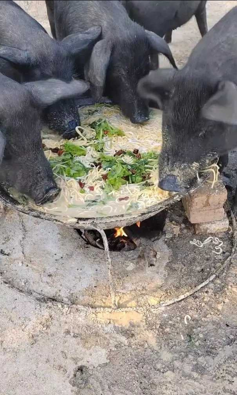 你们这猪吃的不赖,还是面条的呢!