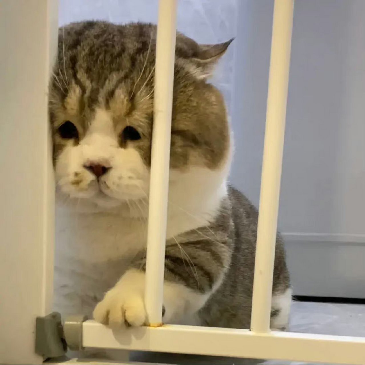 囧囧猫.[喵喵] 676767