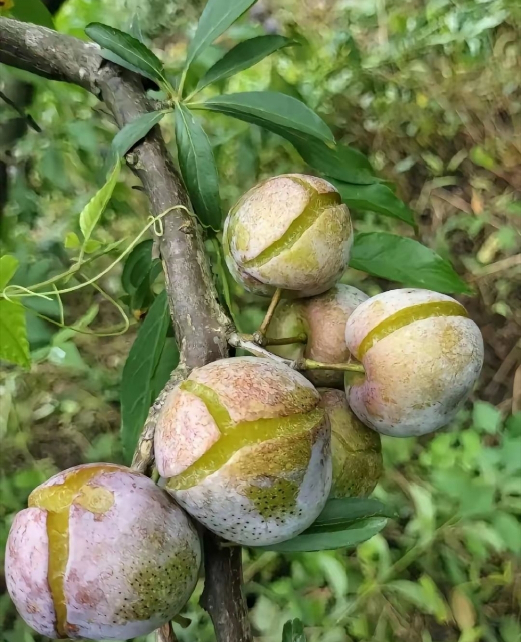 第一次见裂开的李子,这是什么原因?