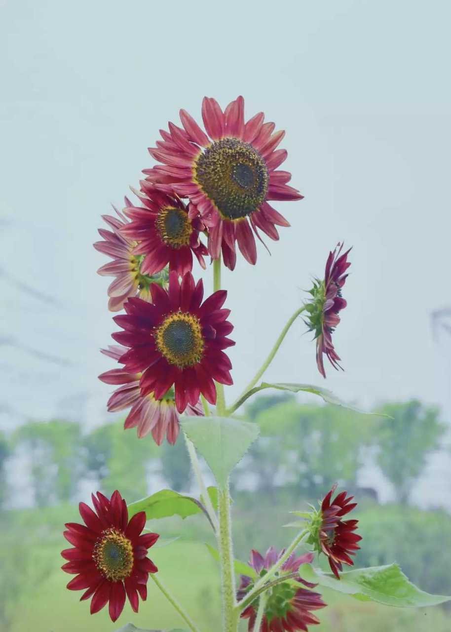 与众不同颜色的向日葵.