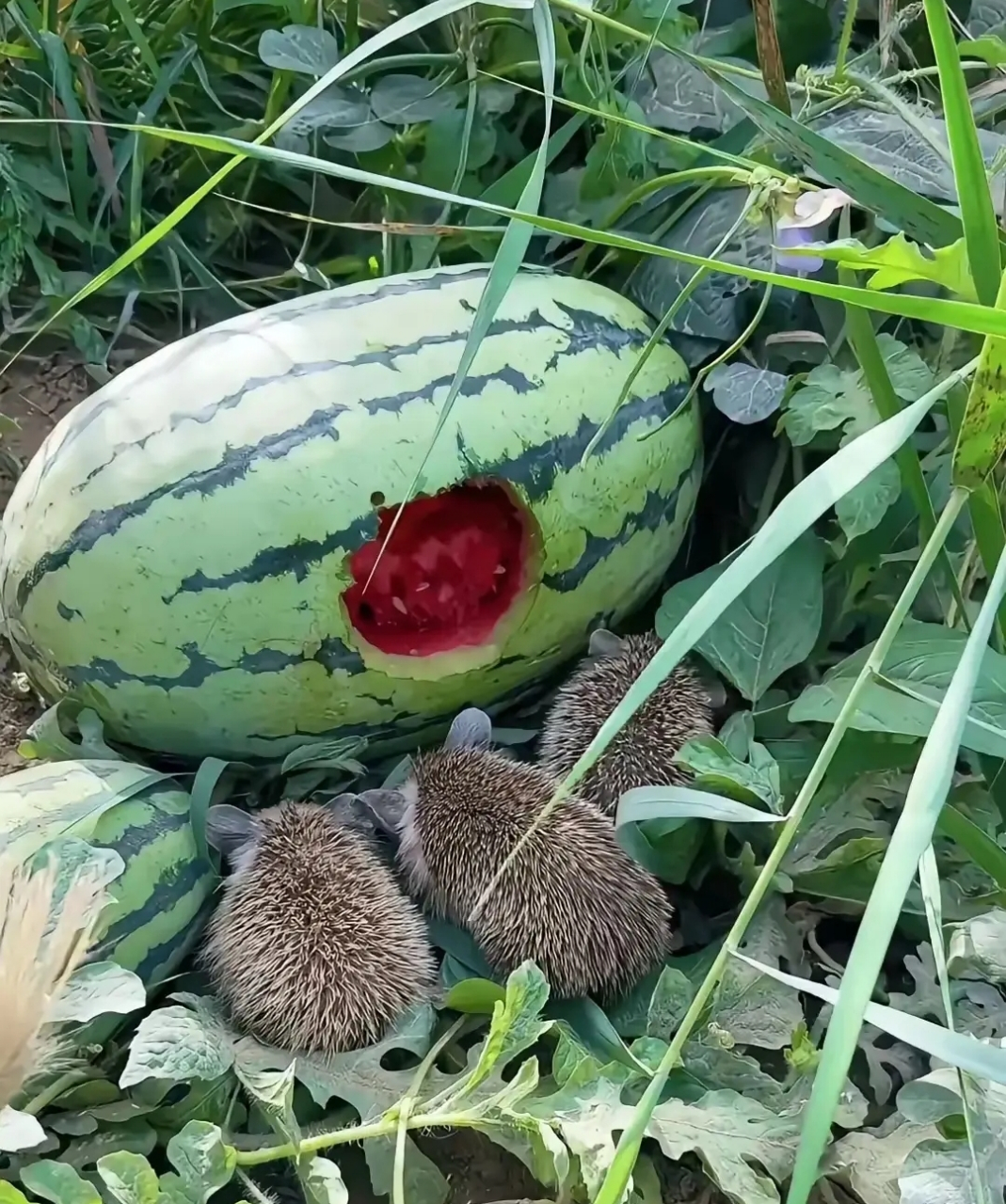 偷吃西瓜的刺猬,这小刺猬还可爱的,都不忍心打它们了.
